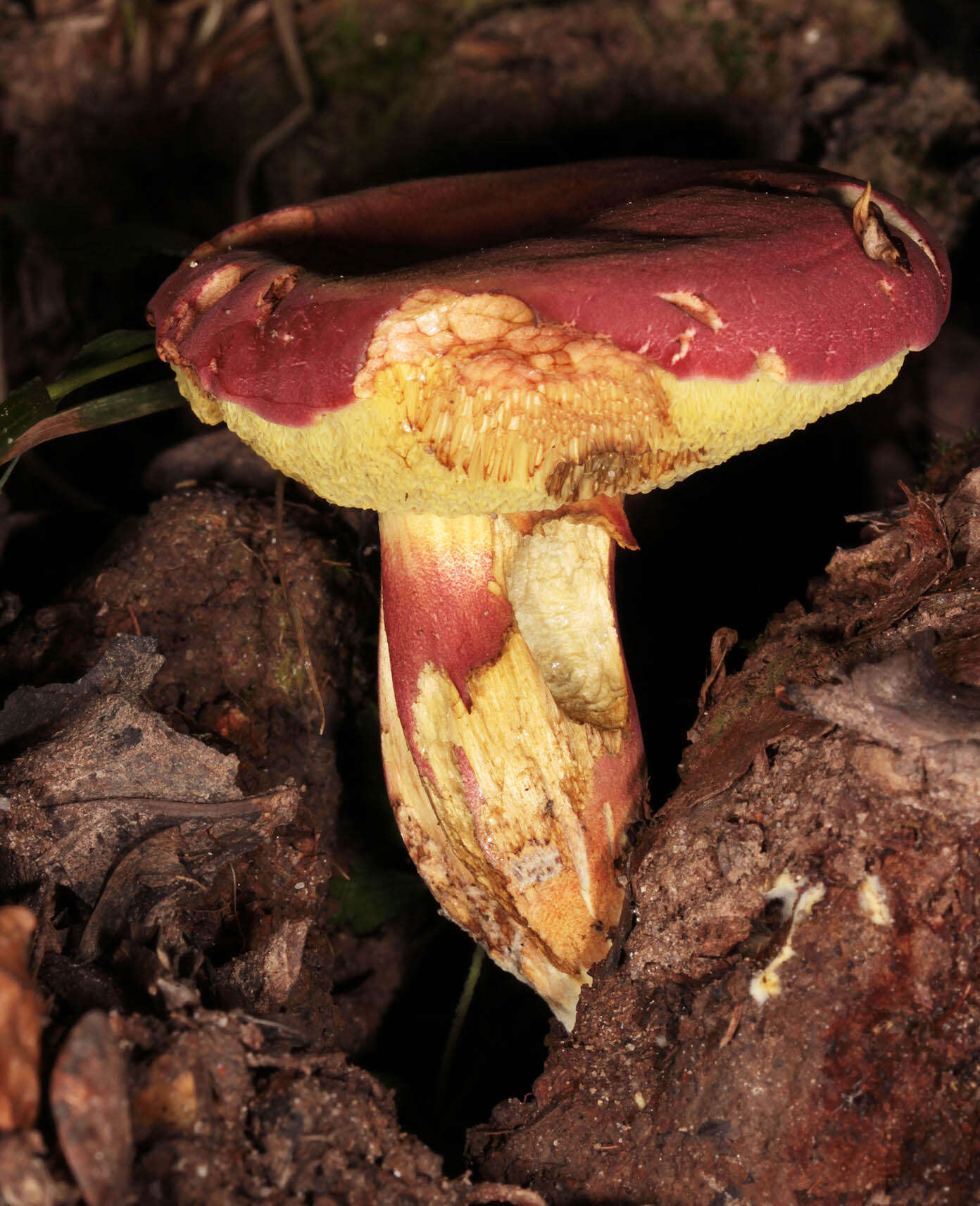 Image of Rheubarbariboletus