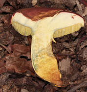 Image of Rheubarbariboletus