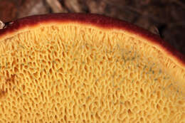 Image of Rheubarbariboletus