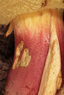 Image of Rheubarbariboletus