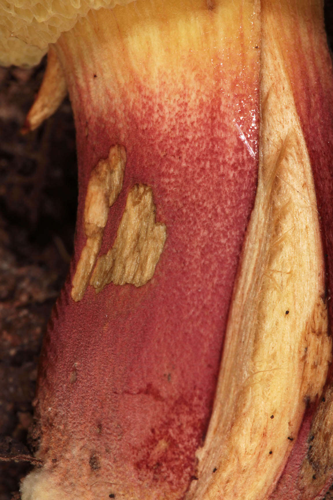 Image of Rheubarbariboletus