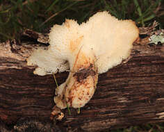 Image of Polyporus tuberaster (Jacq. ex Pers.) Fr. 1821