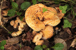 Image of Two spored milkcap