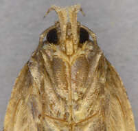 Image of Agonopterix arenella Denis & Schiffermüller 1775