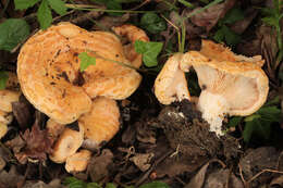 Image of Two spored milkcap