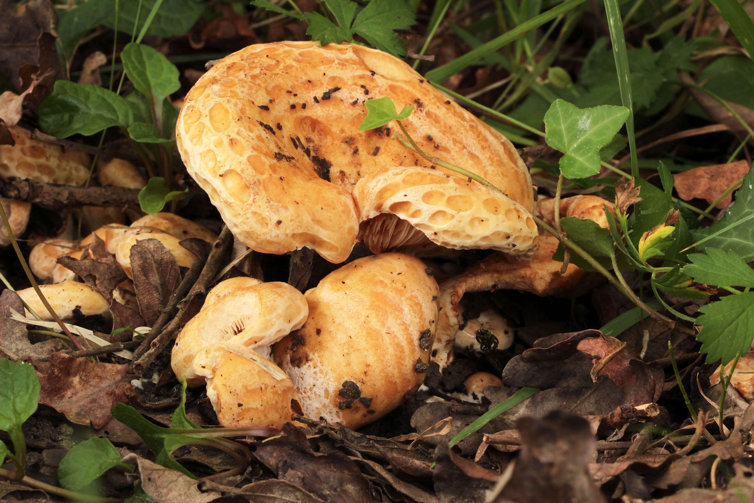 Image of Two spored milkcap