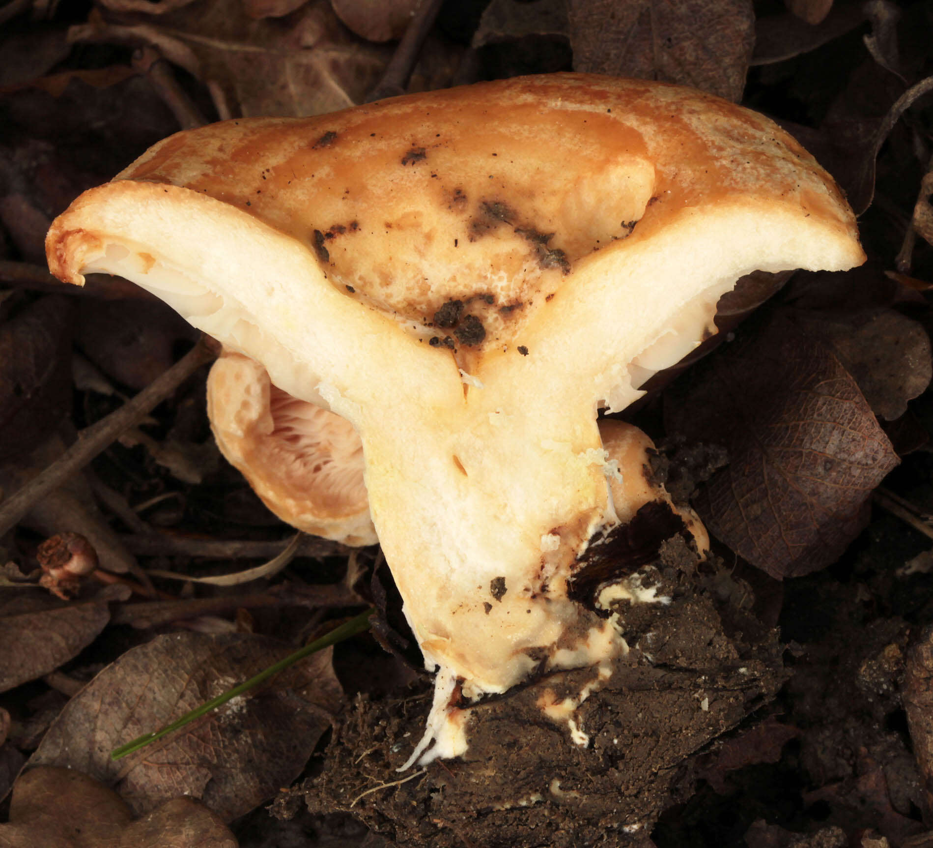 Image of Two spored milkcap