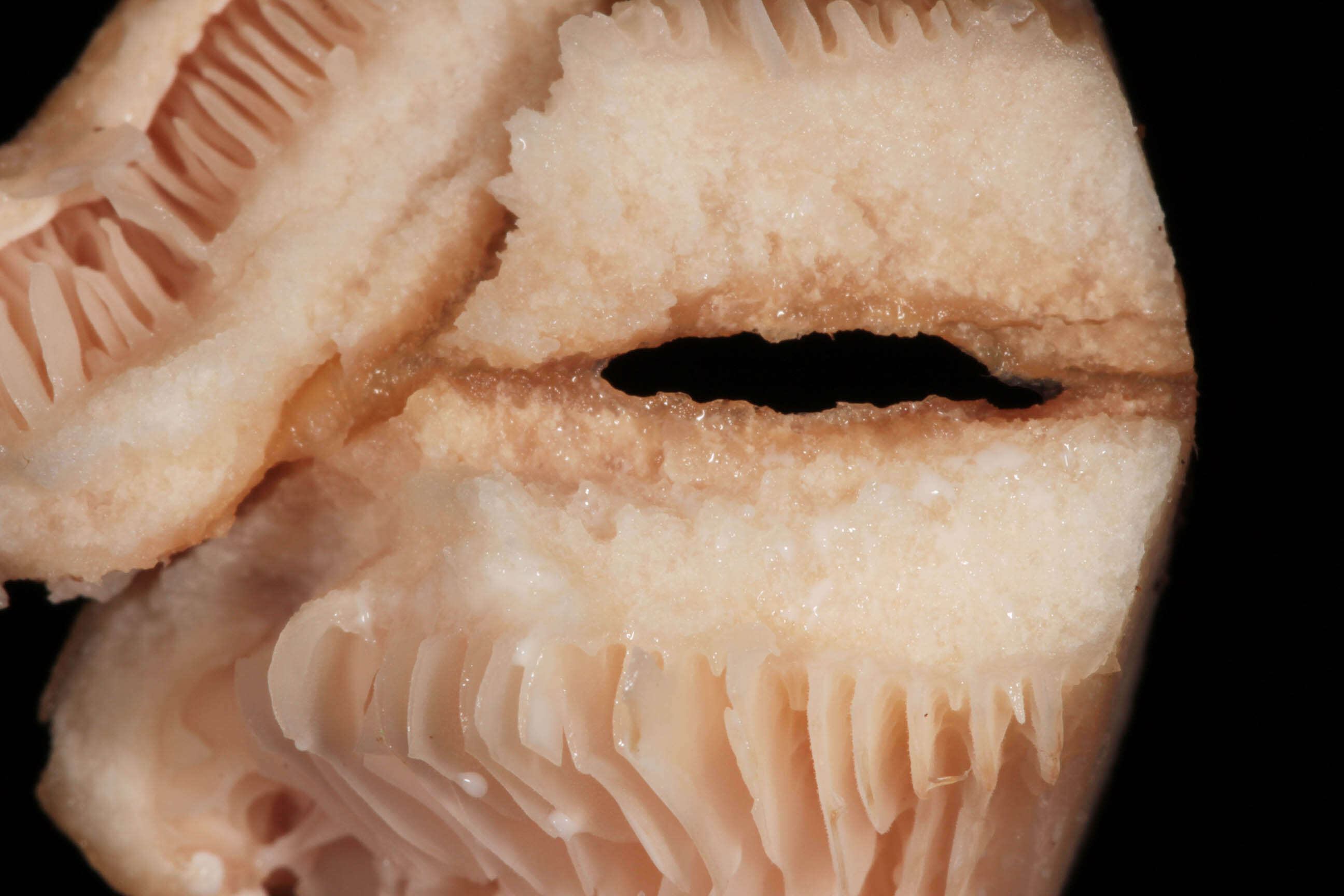 Image of Two spored milkcap