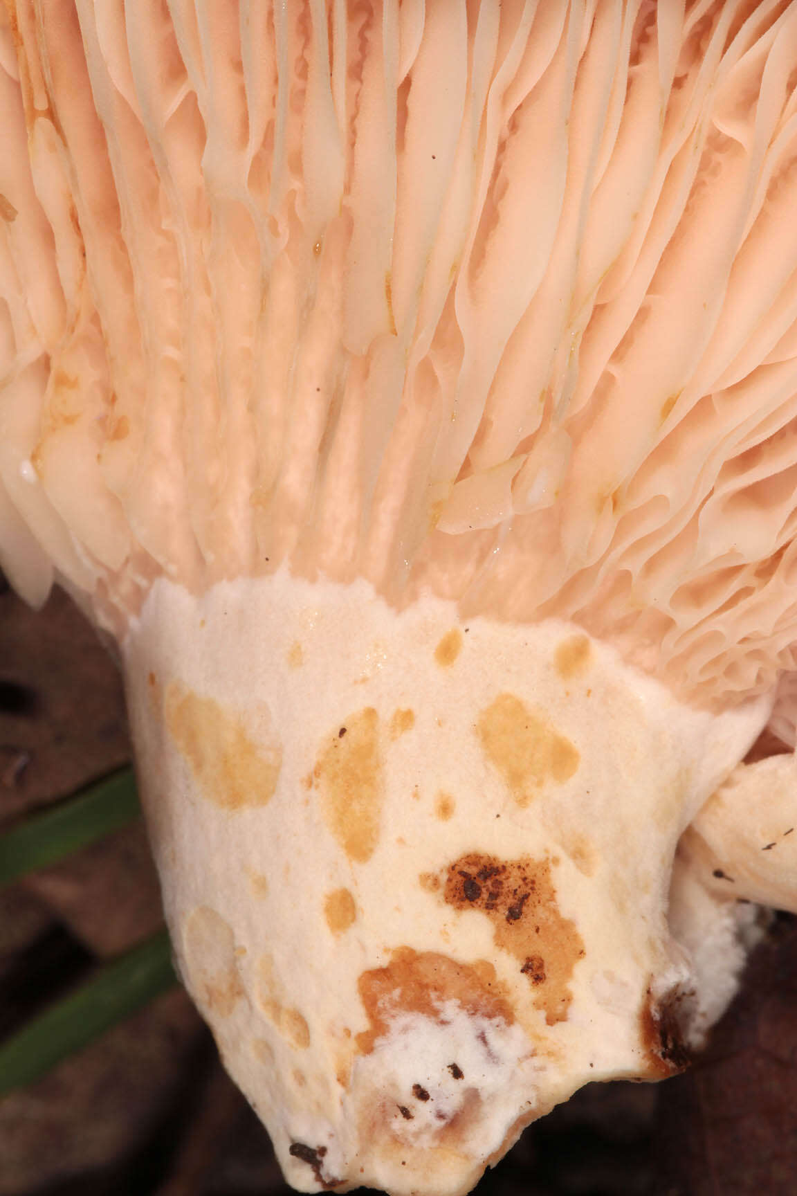 Image of Two spored milkcap