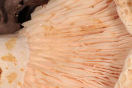 Image of Two spored milkcap