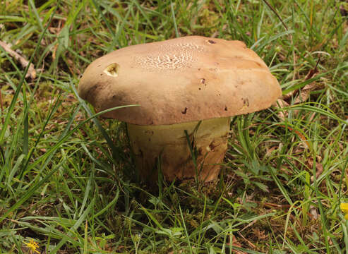 Image of butter bolete