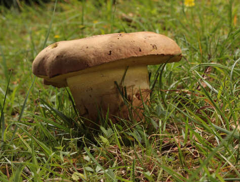 Image of butter bolete