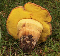 Image of butter bolete