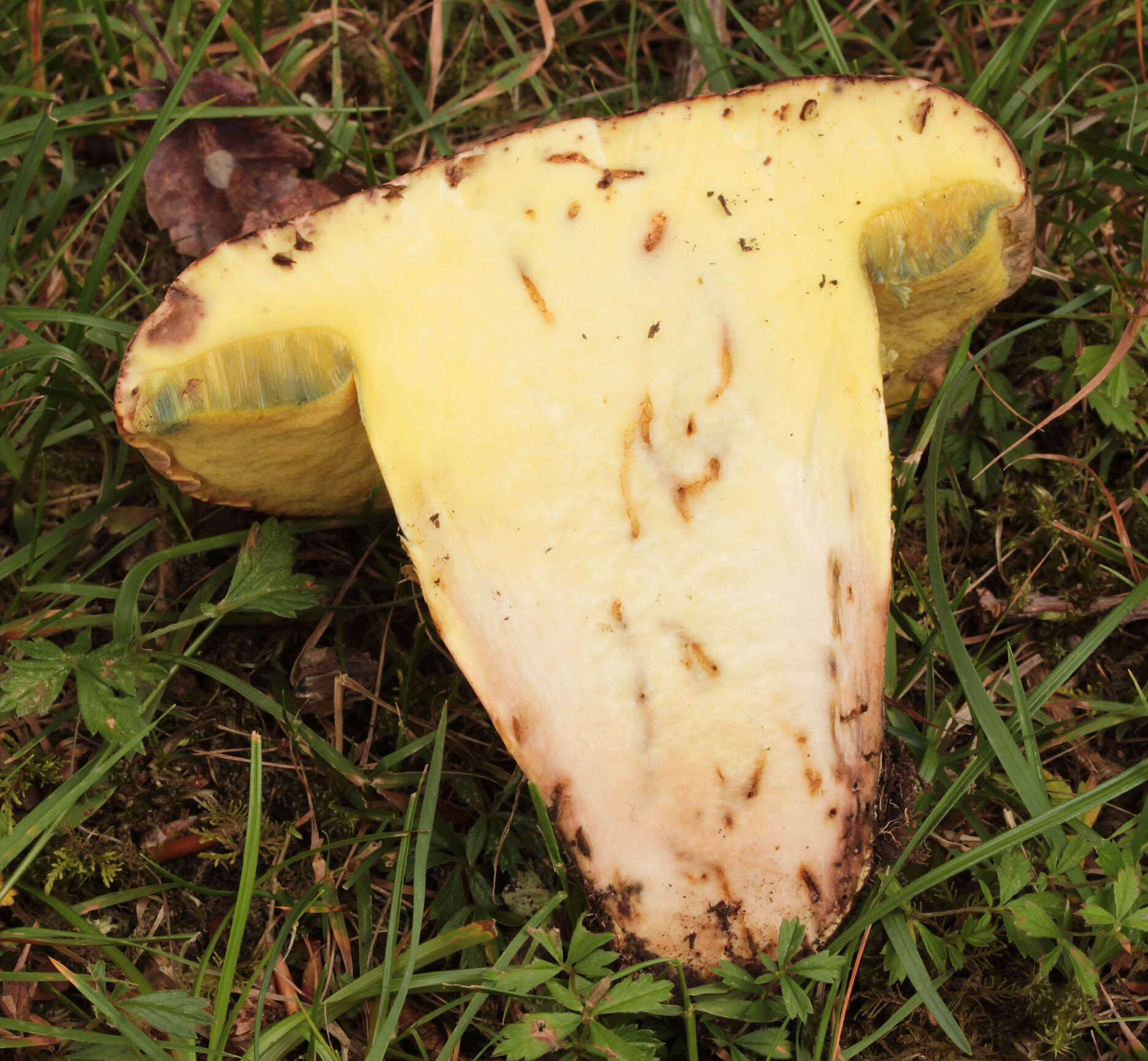 Image of butter bolete