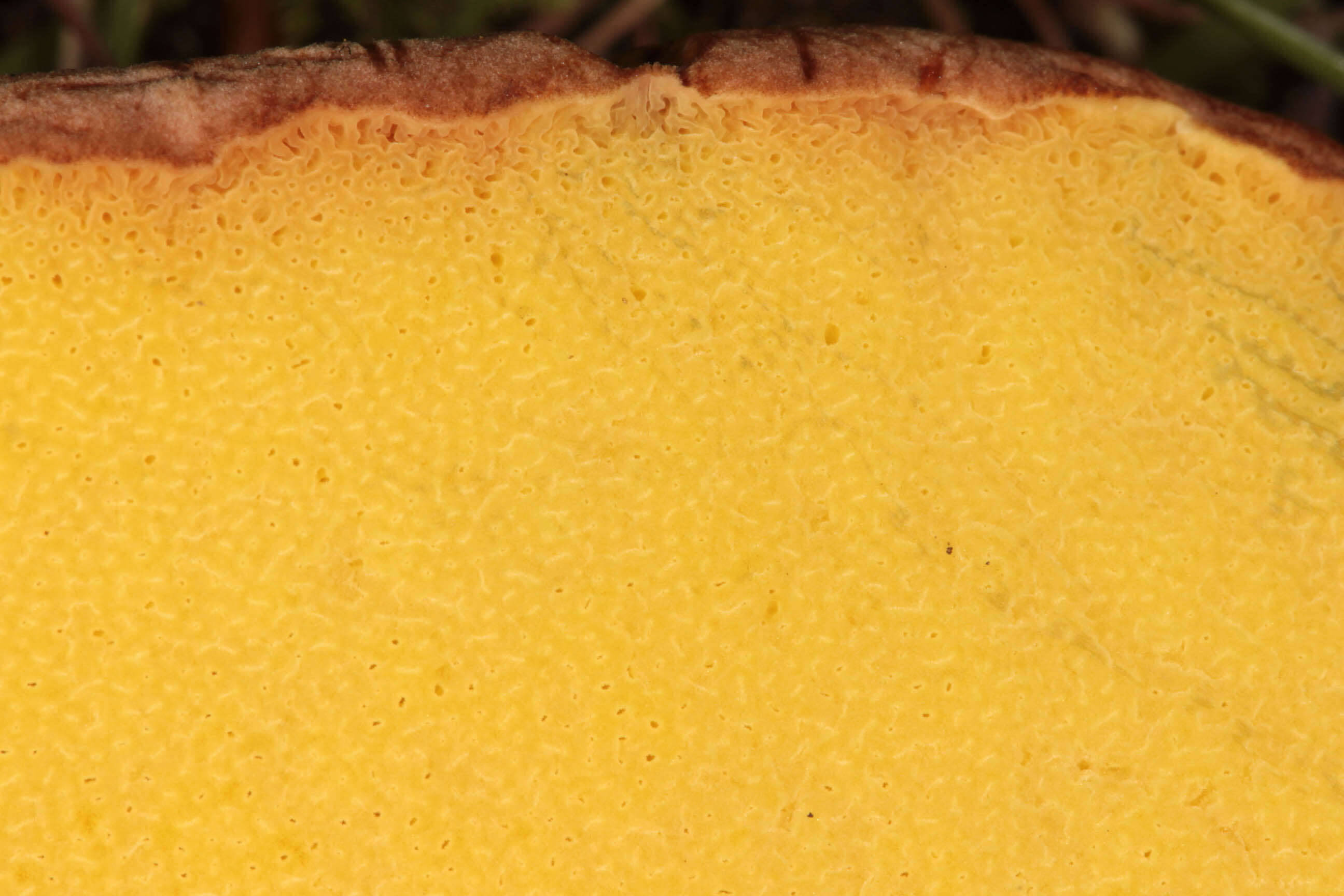 Image of butter bolete