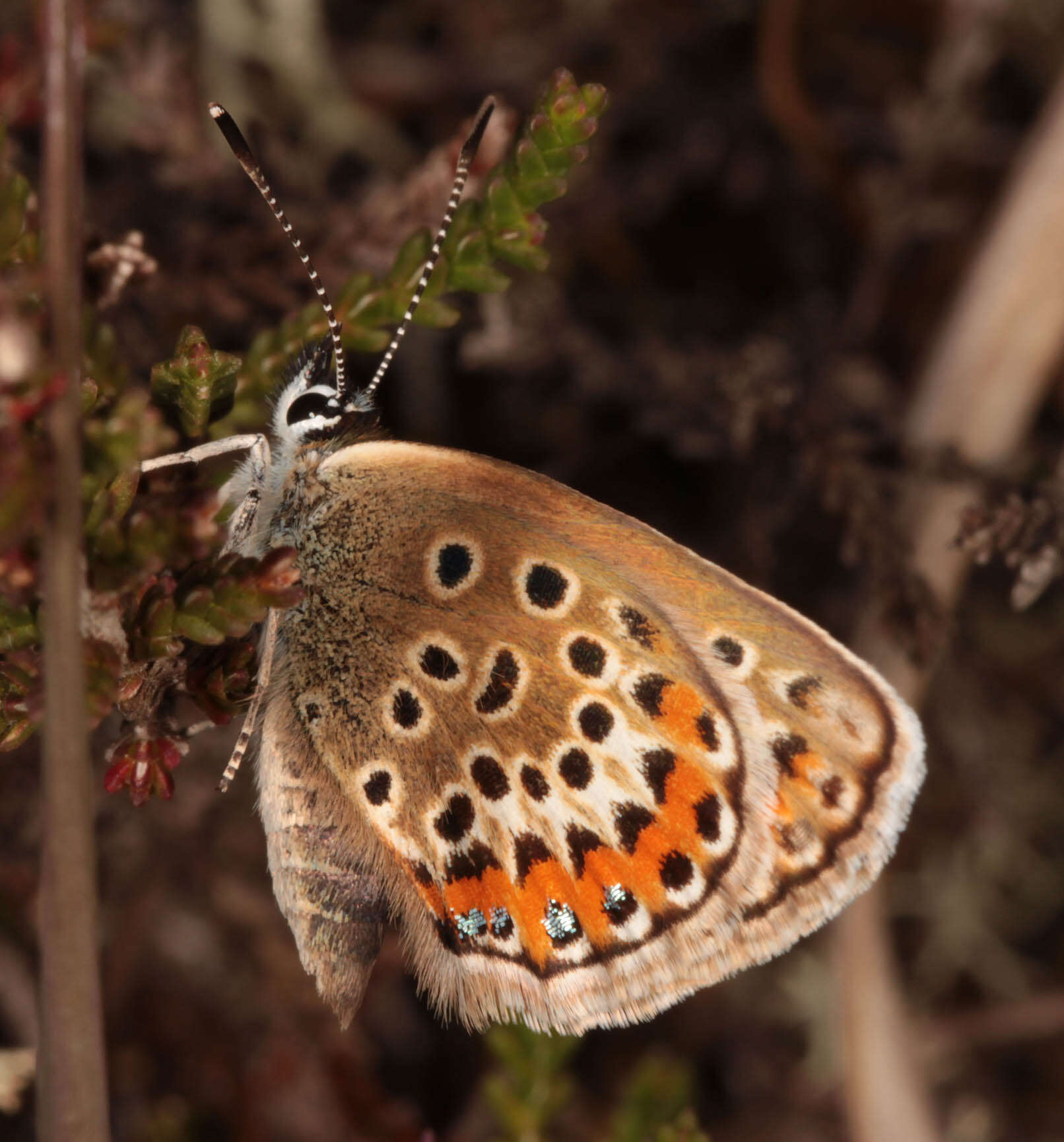 Image of Plebejus argus (Linnaeus 1758)