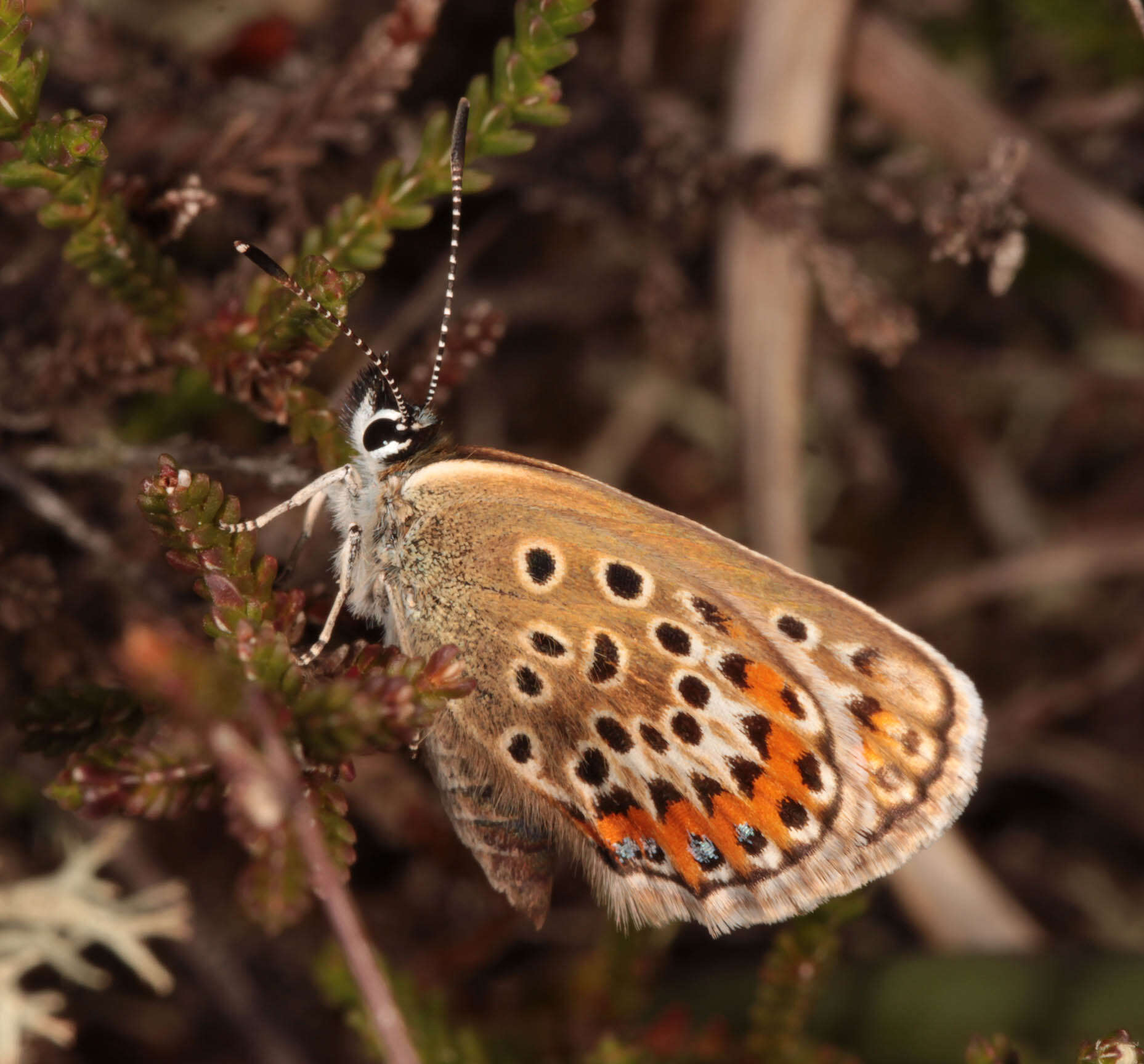 Image of Plebejus argus (Linnaeus 1758)