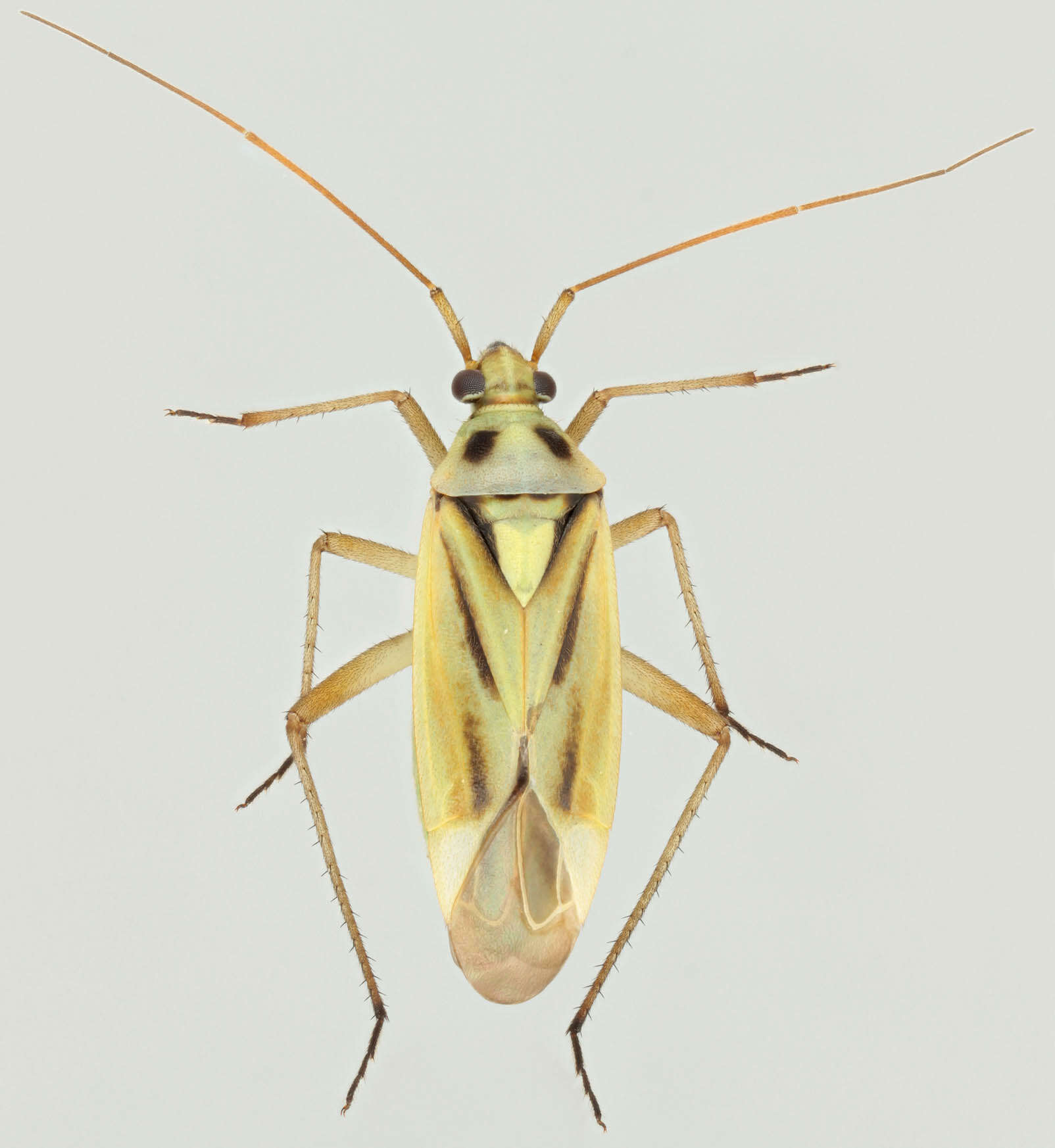 Image de Stenotus binotatus (Fabricius 1794)