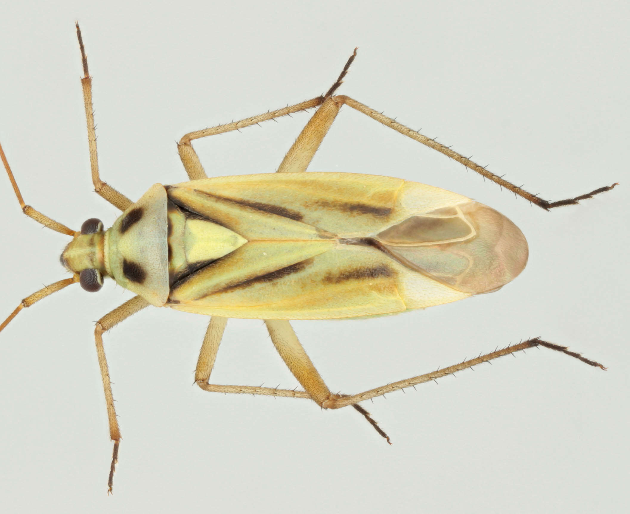 Image of Two-spotted Grass Bug