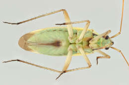Image of Two-spotted Grass Bug