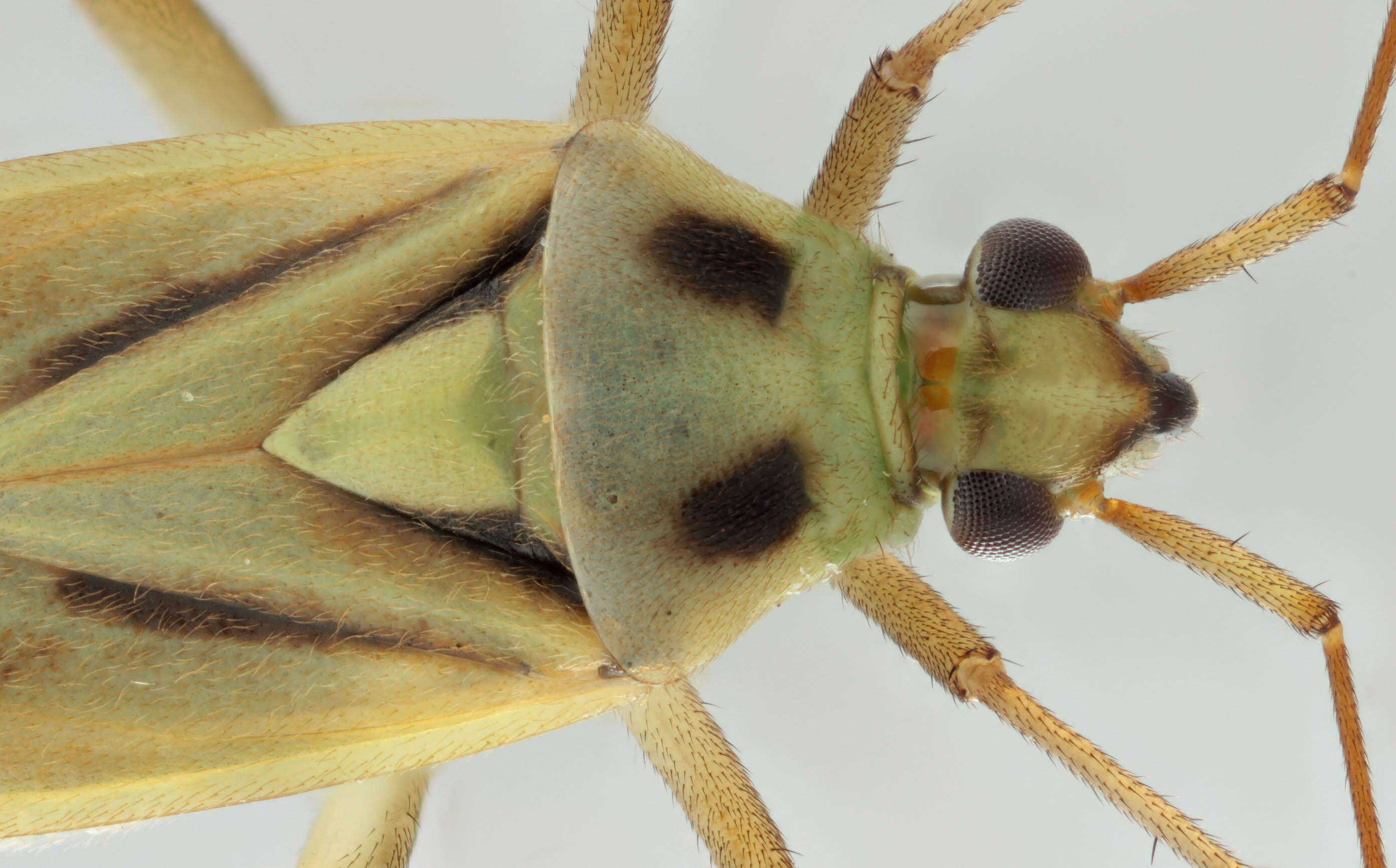 Image of Two-spotted Grass Bug