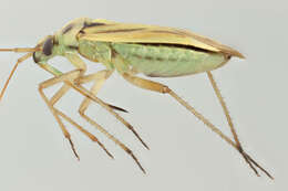 Image of Two-spotted Grass Bug