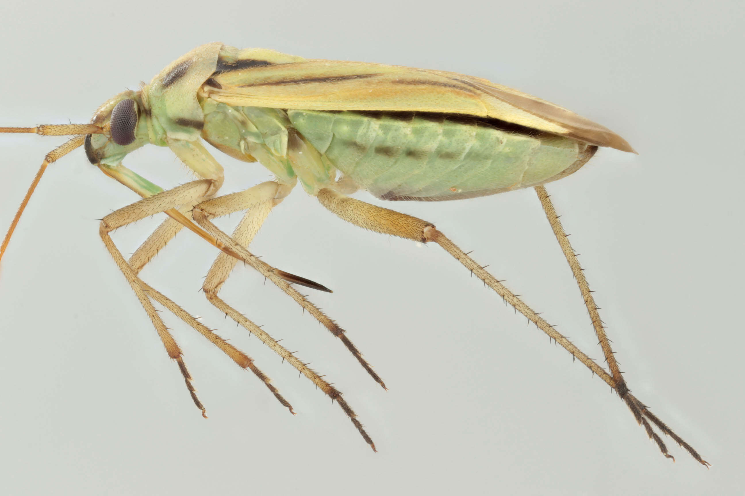 Image of Two-spotted Grass Bug