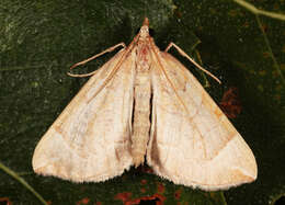Image of Chevron Moth
