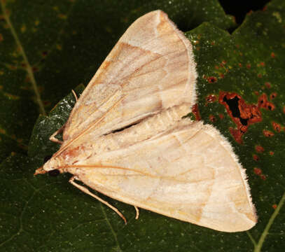 Image of Chevron Moth