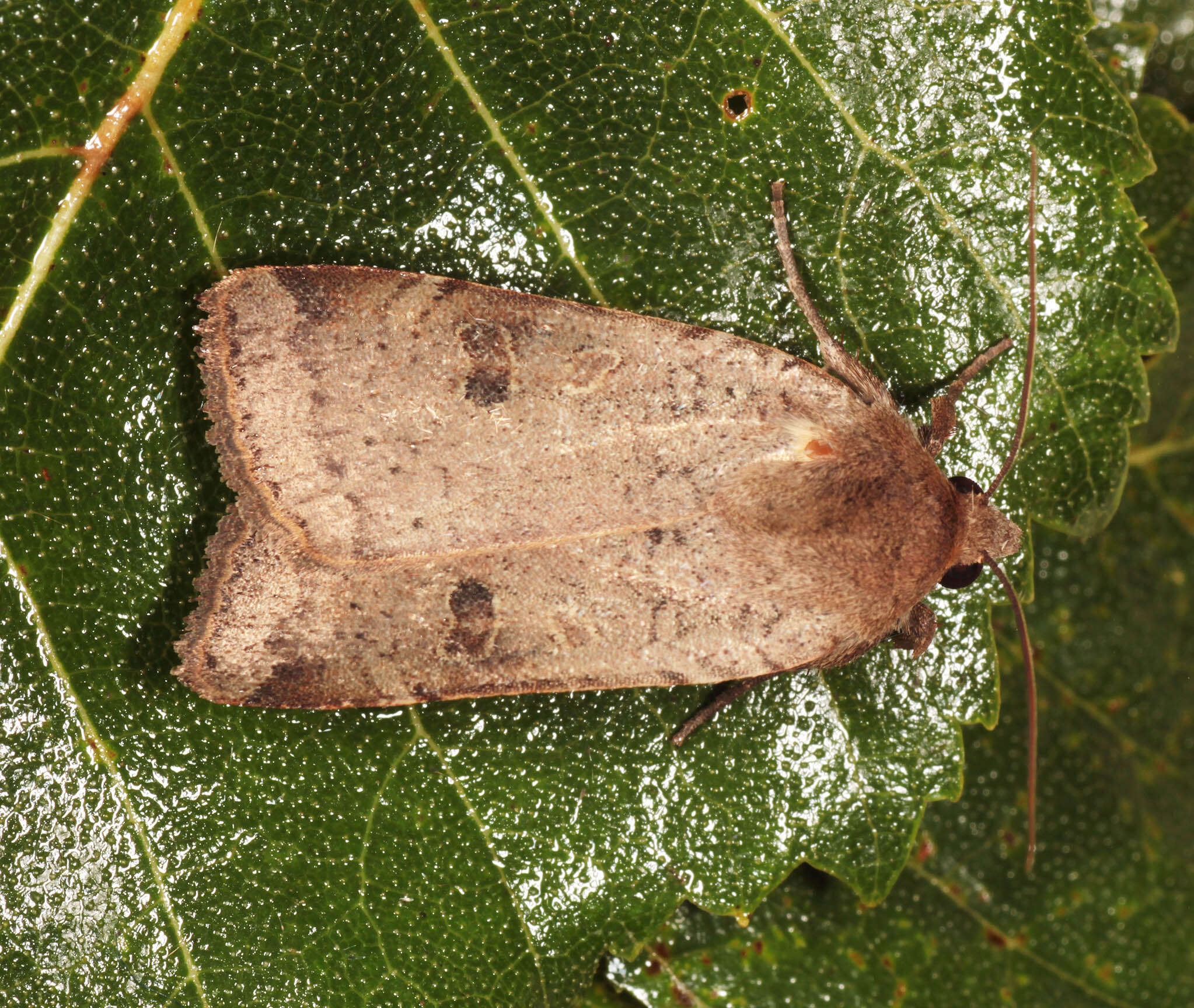 Image of lesser yellow underwing