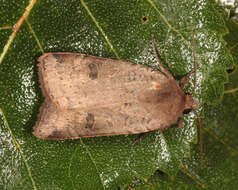 Image of lesser yellow underwing