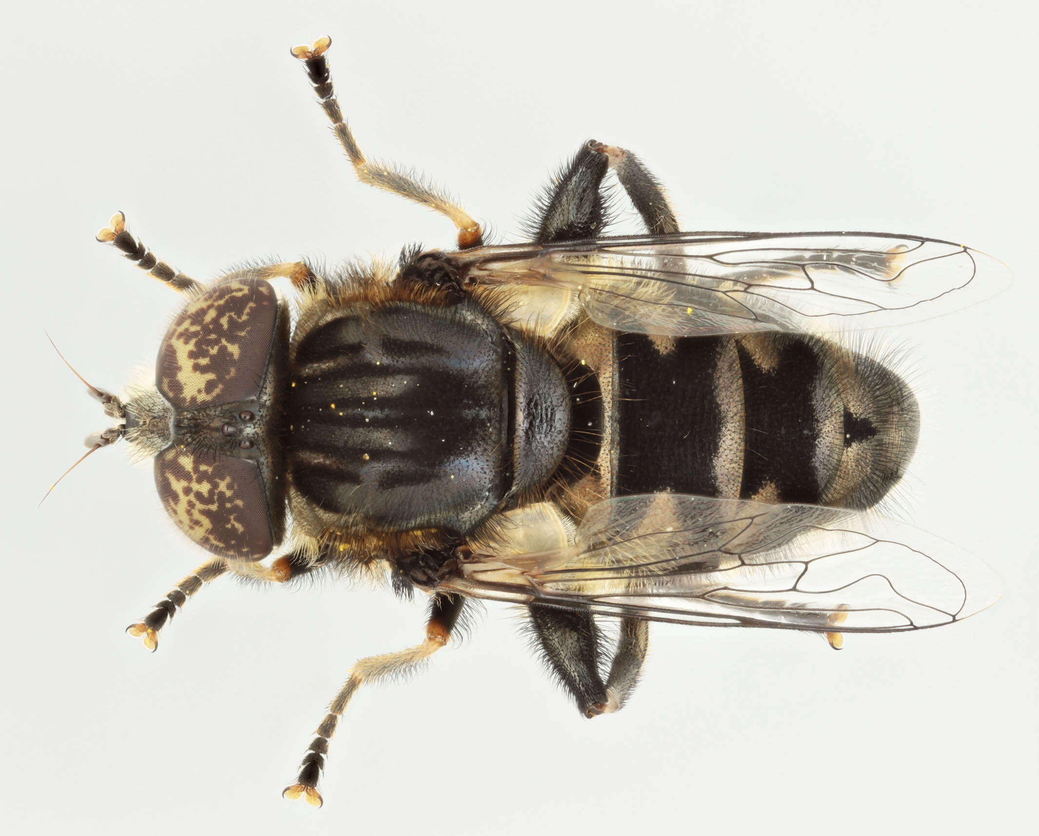 Image of Eristalinus sepulchralis (Linnaeus 1758)