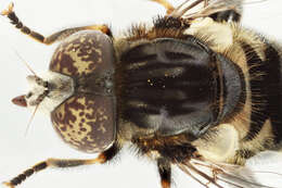 Image of Eristalinus sepulchralis (Linnaeus 1758)