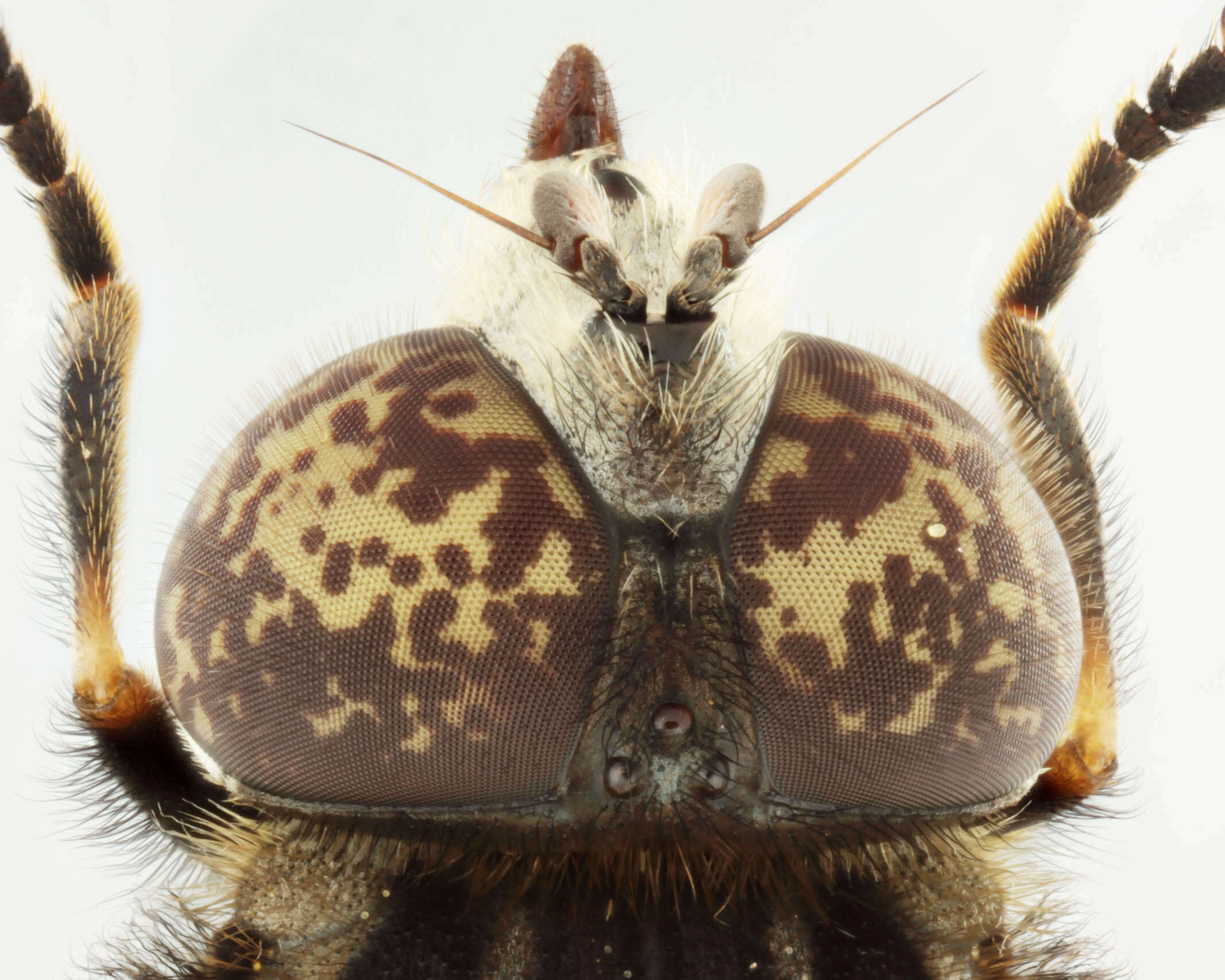 Image of Eristalinus sepulchralis (Linnaeus 1758)