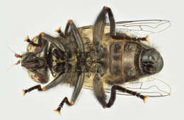 Image of Eristalinus sepulchralis (Linnaeus 1758)