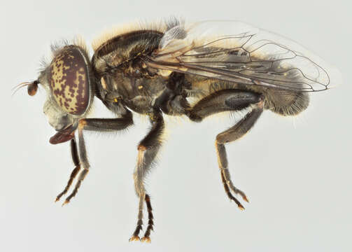 Image of Eristalinus sepulchralis (Linnaeus 1758)