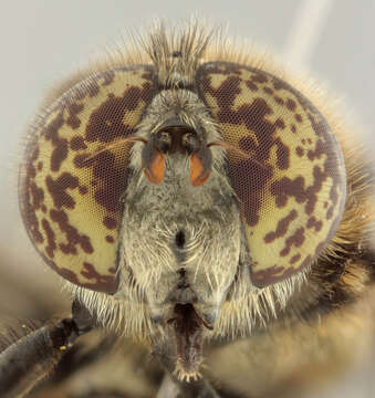 Image of Eristalinus sepulchralis (Linnaeus 1758)