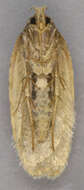 Image of Agonopterix arenella Denis & Schiffermüller 1775