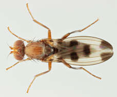 Image de Geomyza tripunctata Fallen 1823