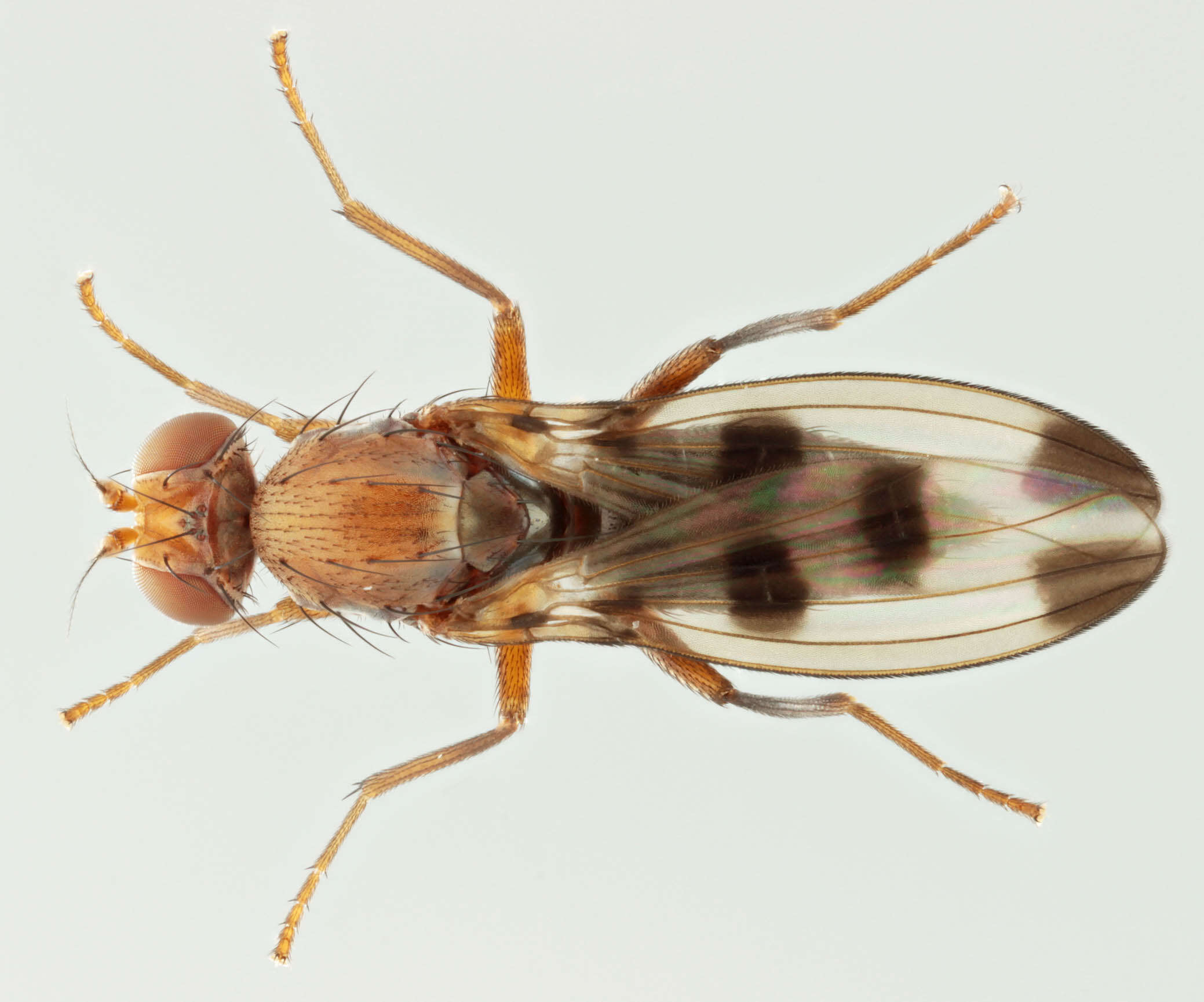 Image de Geomyza tripunctata Fallen 1823