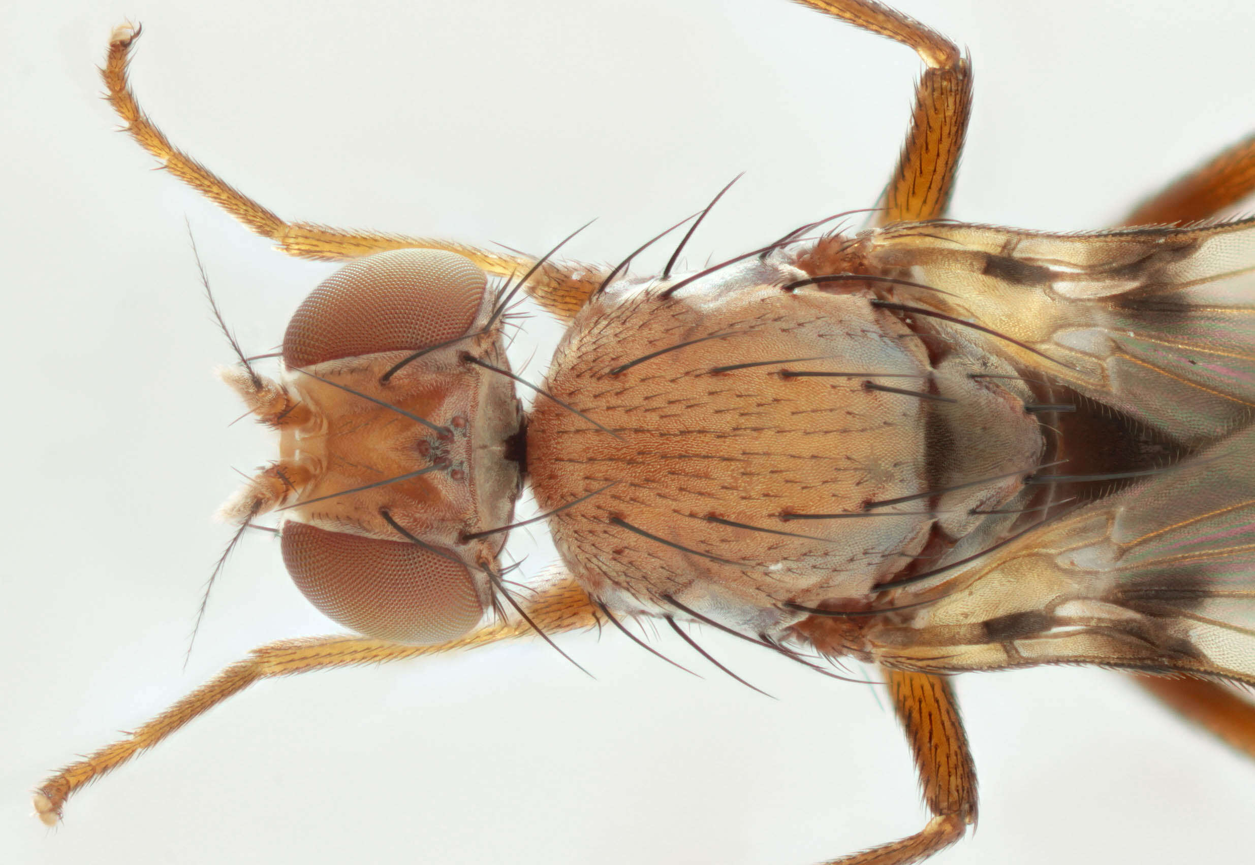 Image de Geomyza tripunctata Fallen 1823