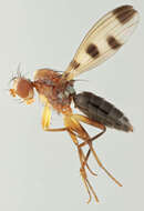 Image de Geomyza tripunctata Fallen 1823