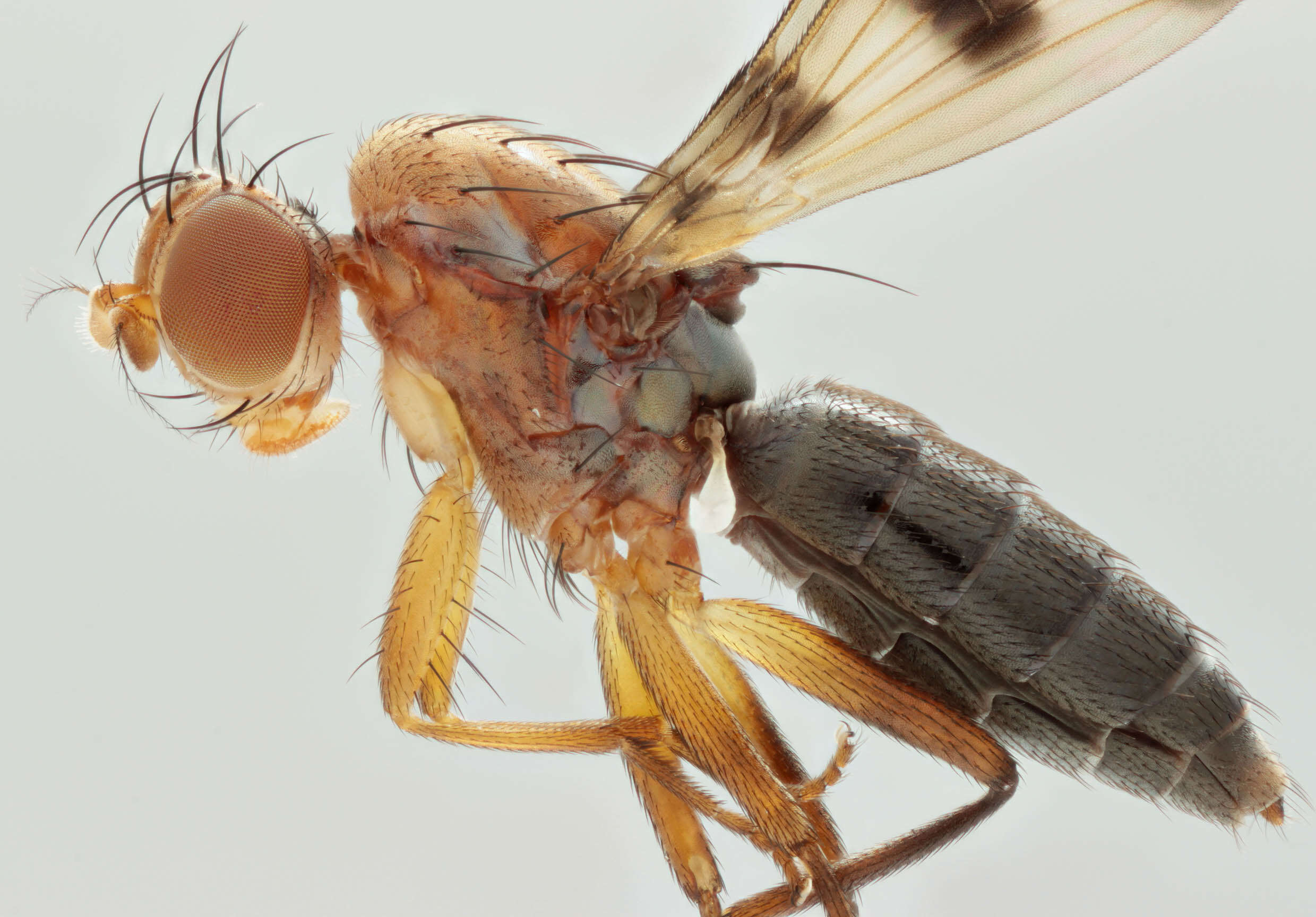 Image de Geomyza tripunctata Fallen 1823