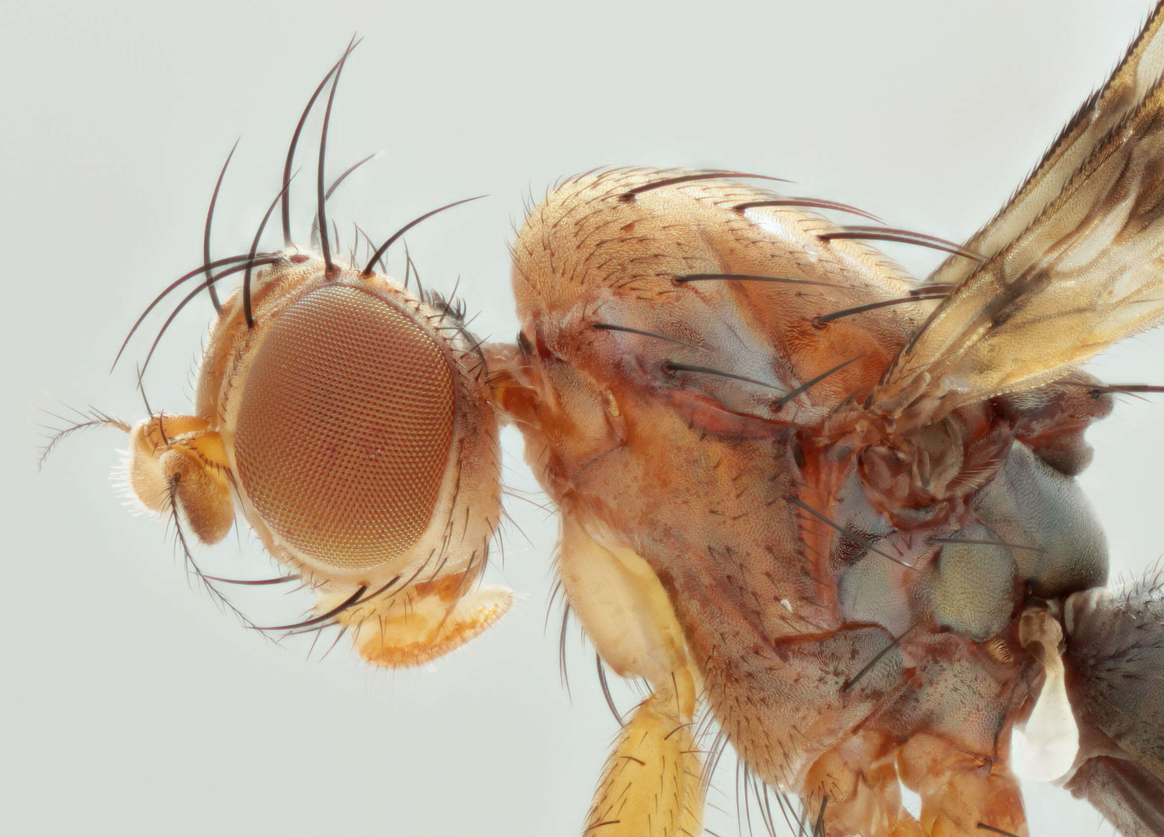 Image de Geomyza tripunctata Fallen 1823