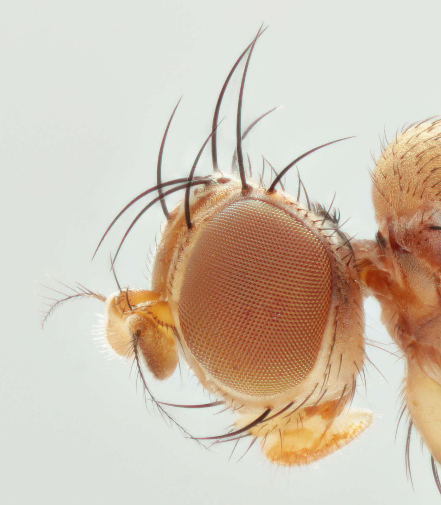 Image de Geomyza tripunctata Fallen 1823