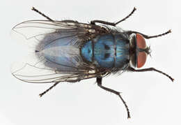 Protocalliphora azurea (Fallen 1817)的圖片