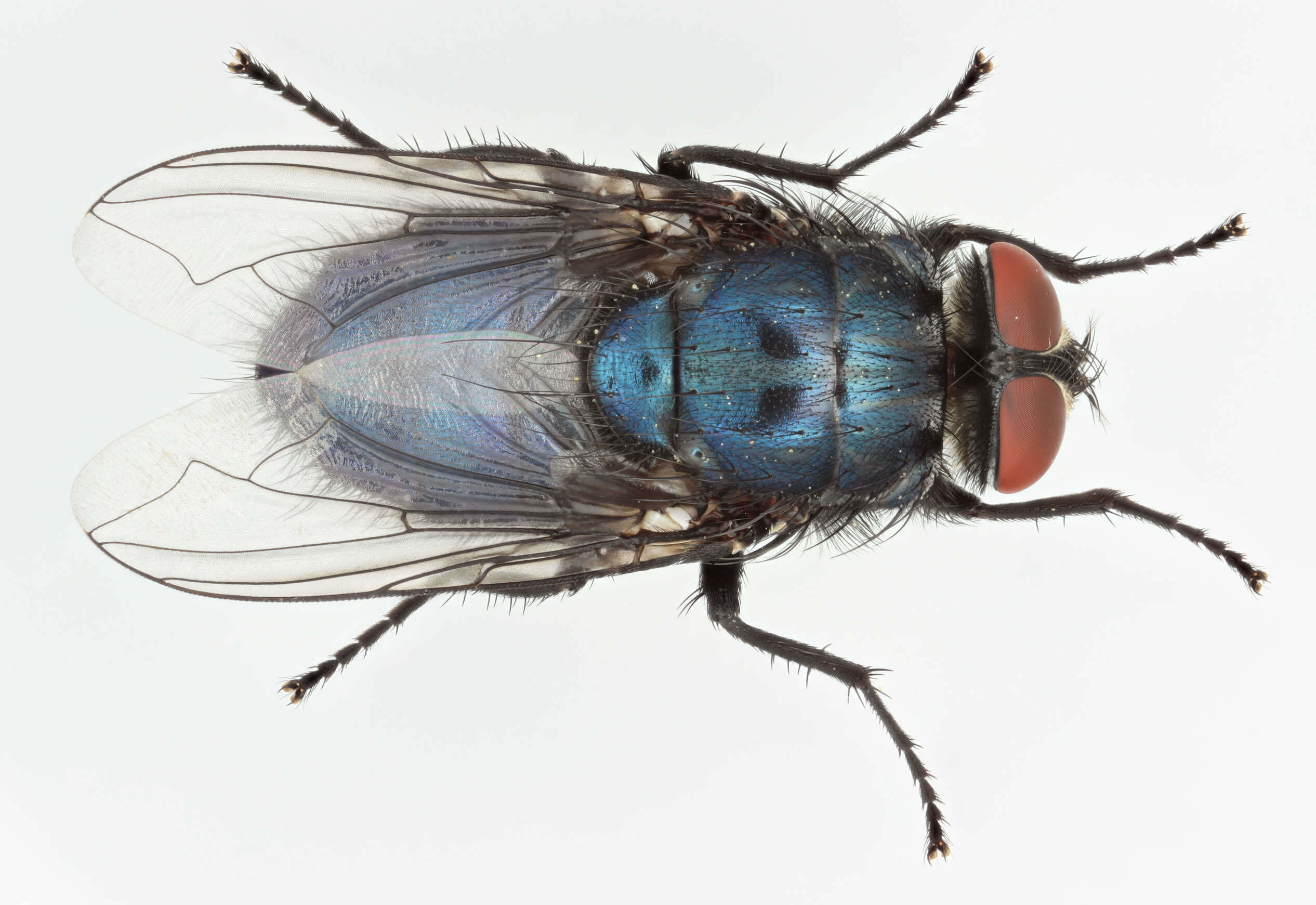 Image of Protocalliphora azurea (Fallen 1817)