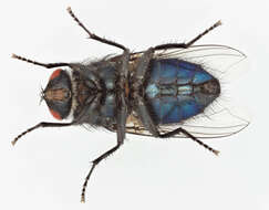 Protocalliphora azurea (Fallen 1817)的圖片