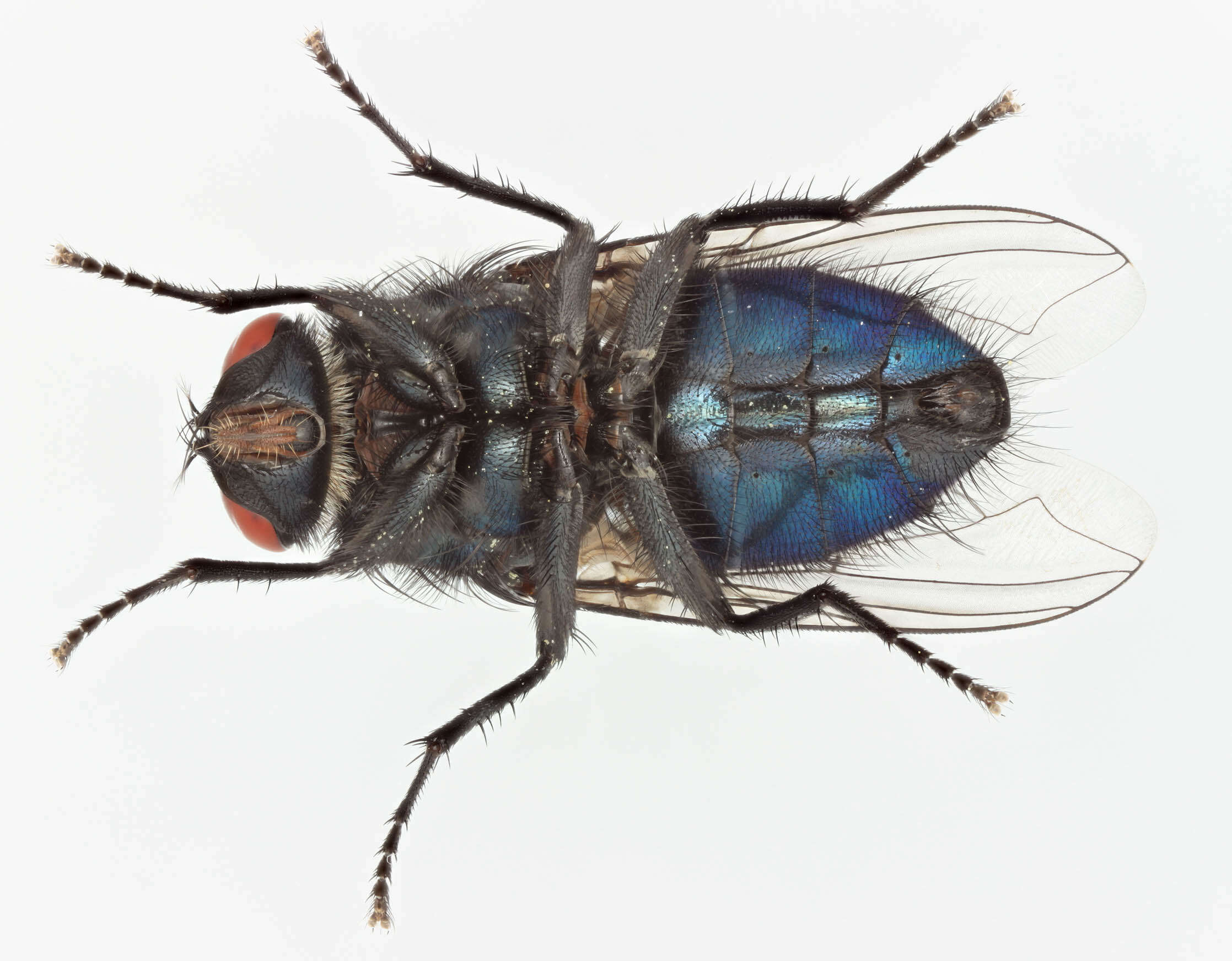 Image of Protocalliphora azurea (Fallen 1817)