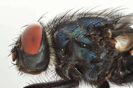 Image de Protocalliphora azurea (Fallen 1817)